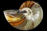 Polished Fossil Nautiloid (Cymatoceras) - Madagascar #117466-1